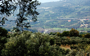 Oliveti e coltivazioni nel territorio intorno a Buccino